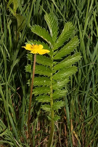 Silverweed (Potentilla anserina)
