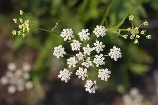 Skirret (Sium sisarum)