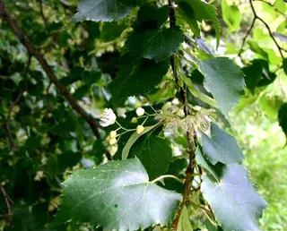 Small-leaved Lime (Tilia cordata)