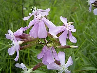 Soapwort (Saponaria officinalis)