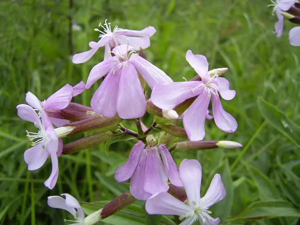 Soapwort (Saponaria officinalis)