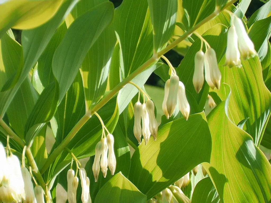 Solomon's Seal (Polygonatum × hybridum)