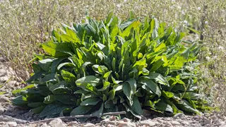 Sorrel (Rumex acetosa)