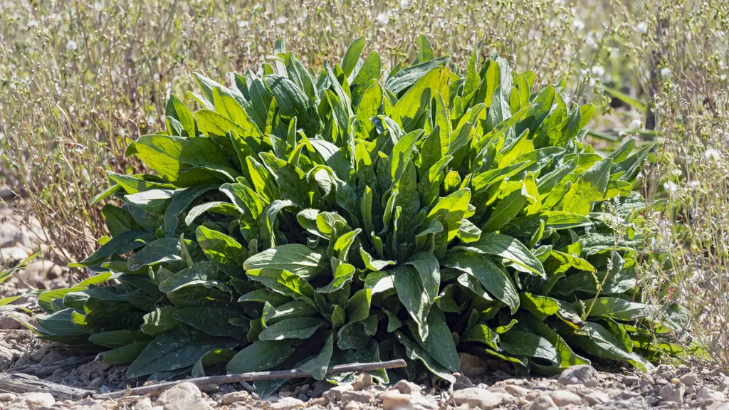 Sorrel (Rumex acetosa)