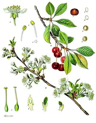 Sour Cherry (Morello) (Prunus cerasus)