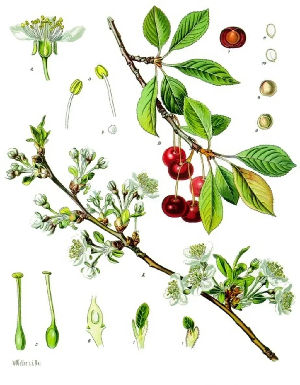 Sour Cherry (Morello) (Prunus cerasus)
