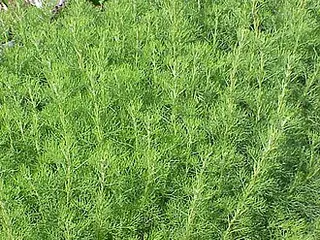 Southernwood (Lad's Love) (Artemisia abrotanum)