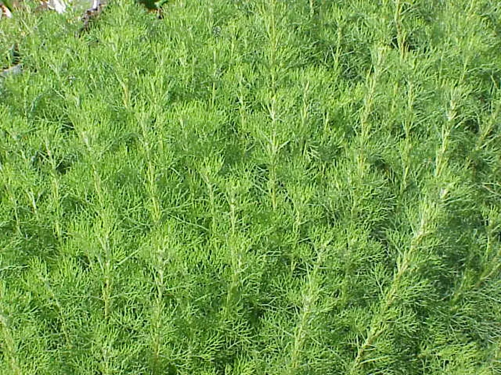 Southernwood (Lad's Love) (Artemisia abrotanum)