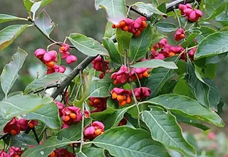 Spindle (Euonymus europaeus)