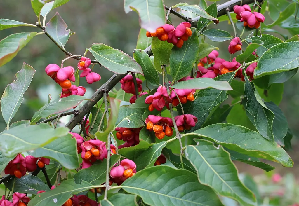 Spindle (Euonymus europaeus)