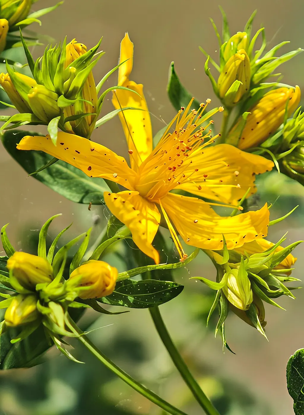 St John's Wort (Hypericum perforatum)