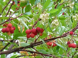 Strawberry Tree (Arbutus unedo)