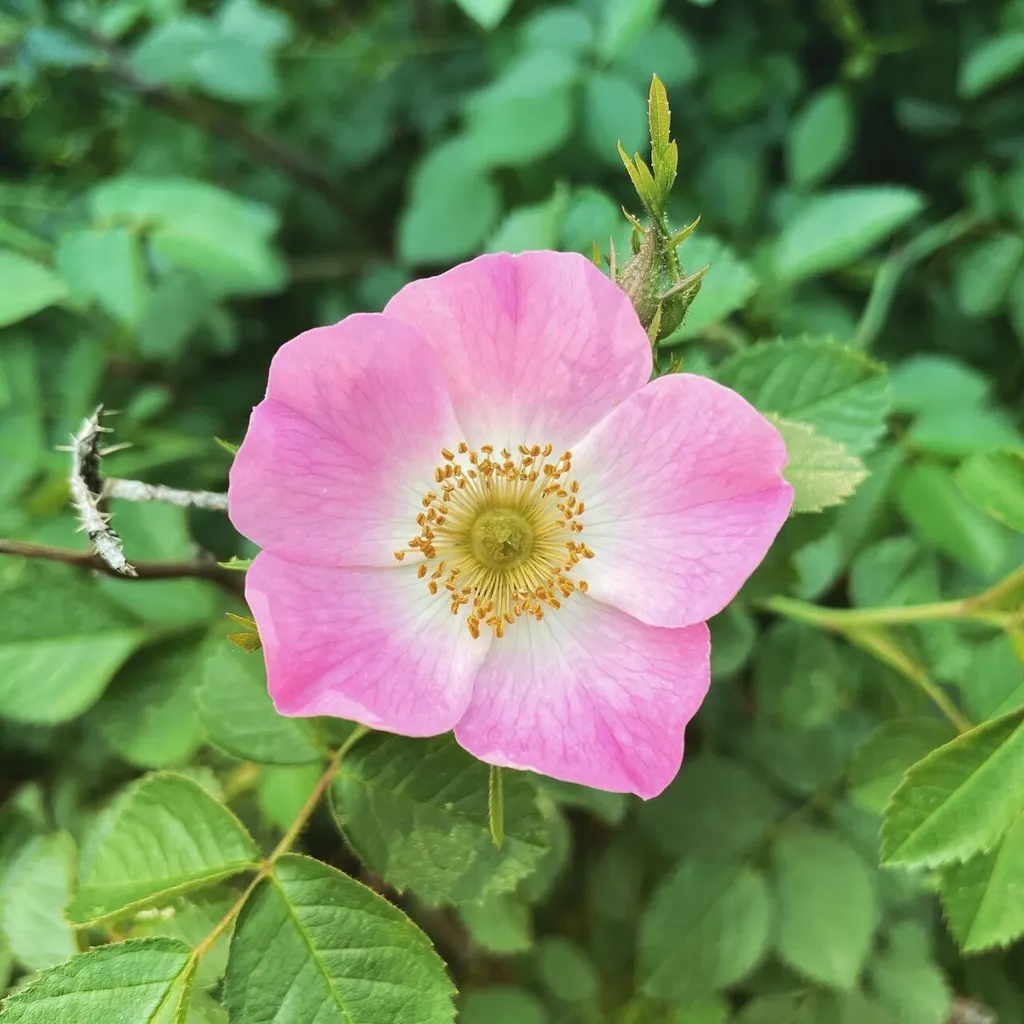 Sweet Briar (Eglantine) (Rosa rubiginosa)