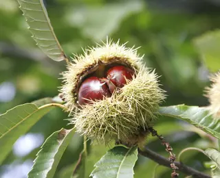 Sweet Chestnut (Castanea sativa)