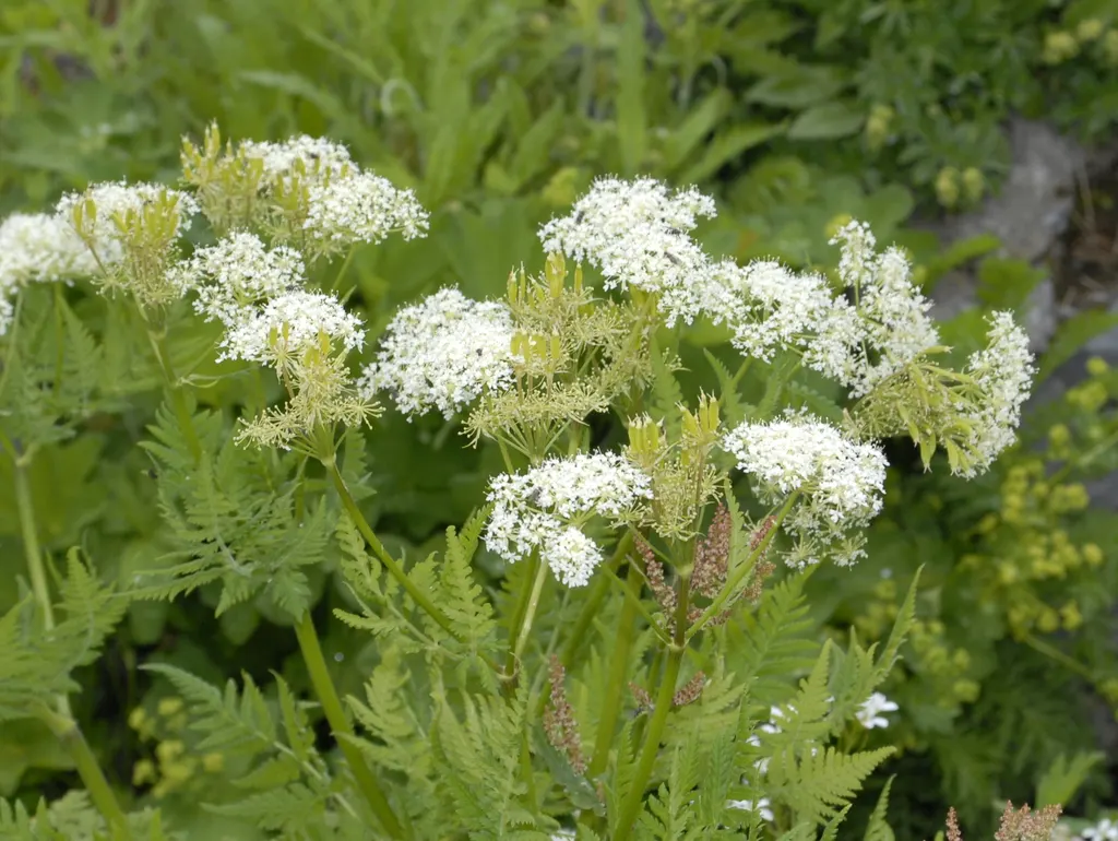 Sweet Cicely (Myrrhis odorata)