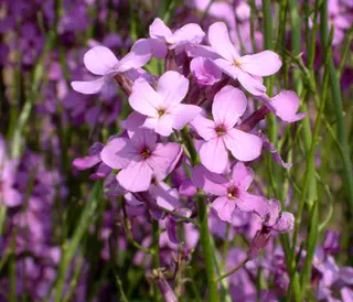 Sweet Rocket (Dame's Violet) (Hesperis matronalis)