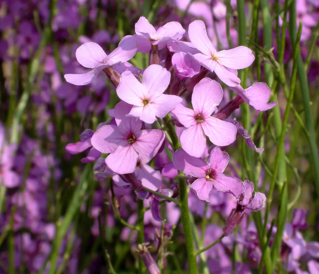 Sweet Rocket (Dame's Violet) (Hesperis matronalis)