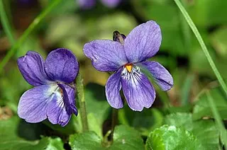 Sweet Violet (Viola odorata)
