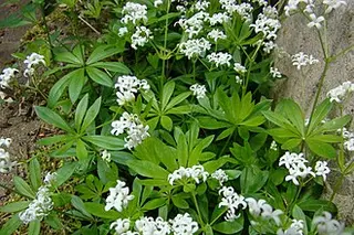 Sweet Woodruff (Galium odoratum)
