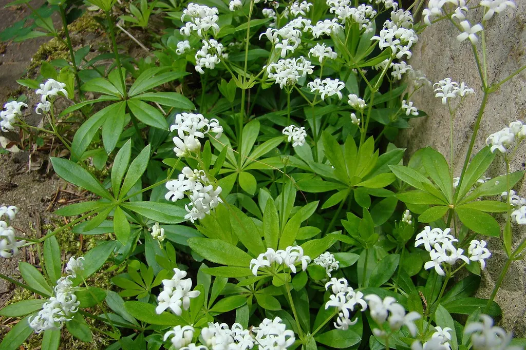 Sweet Woodruff (Galium odoratum)