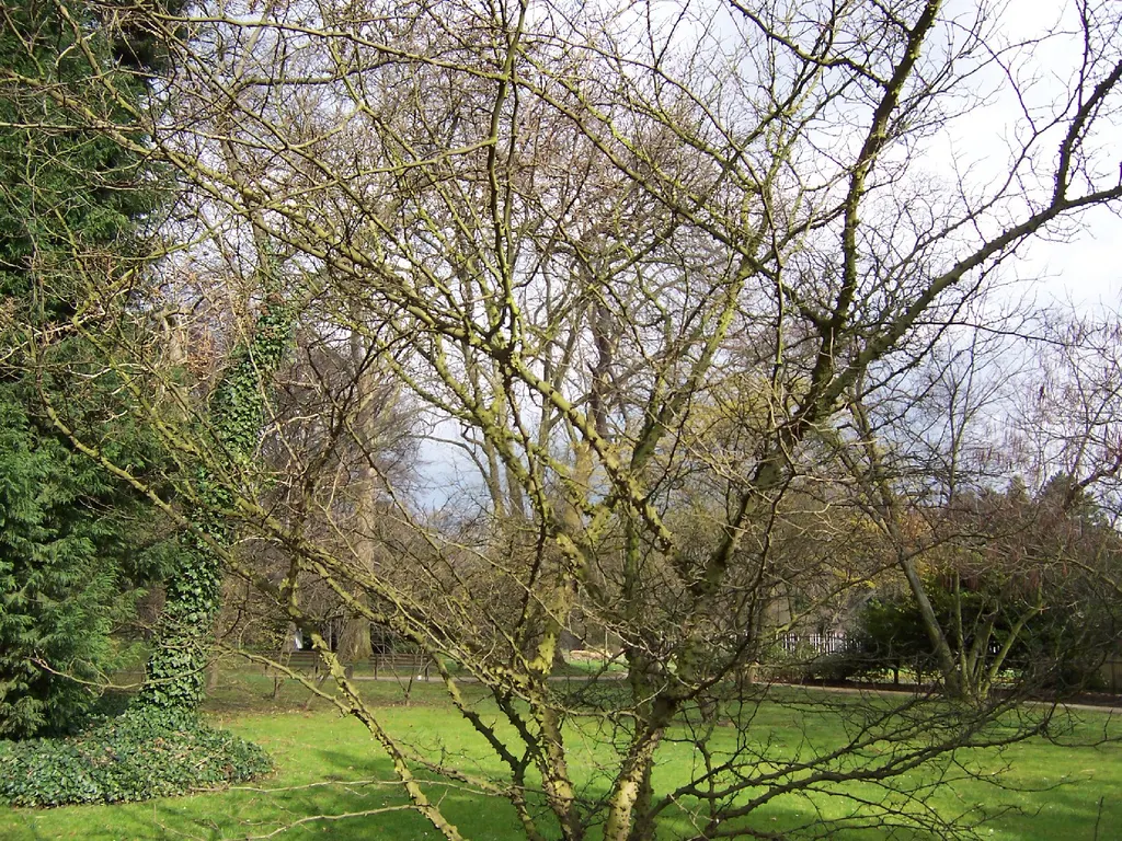 Szechuan Pepper (Zanthoxylum simulans)