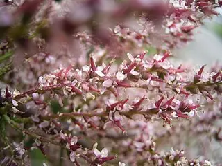 Tamarisk (Tamarix gallica)