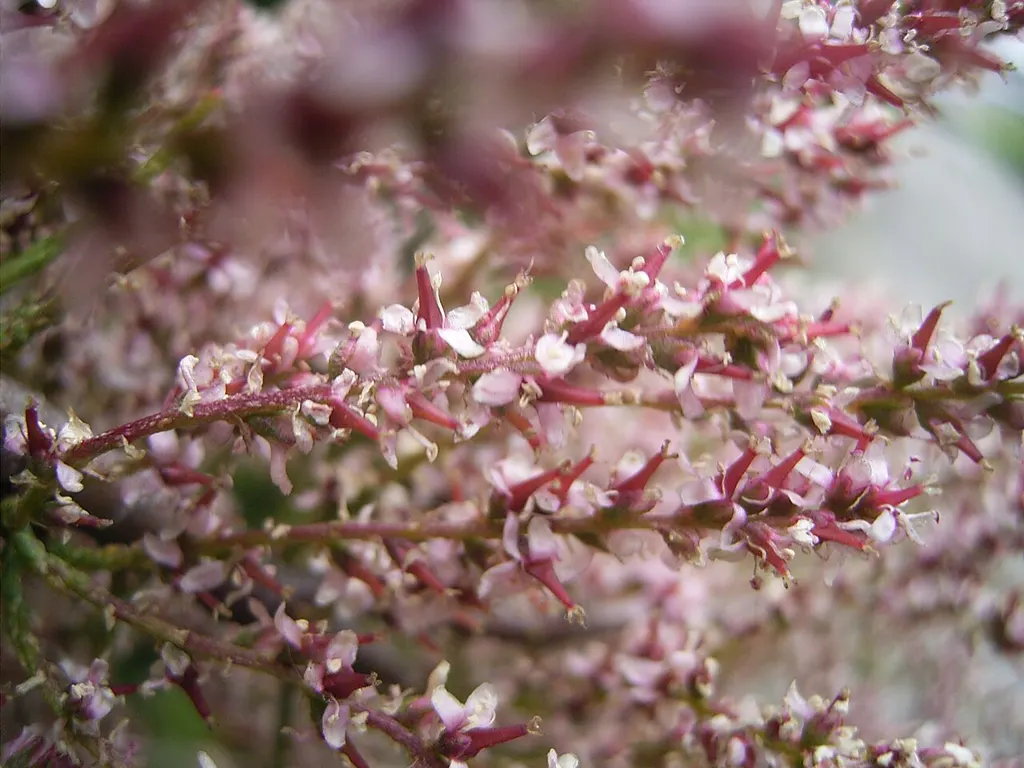 Tamarisk (Tamarix gallica)
