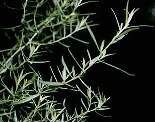 French Tarragon (Artemisia dracunculus)