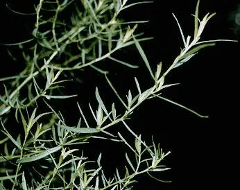 French Tarragon (Artemisia dracunculus)