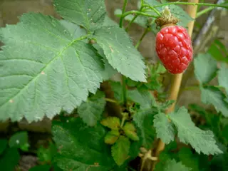 Tayberry (Rubus fruticosus × idaeus)