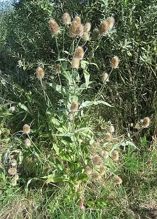 Teasel (Dipsacus fullonum)