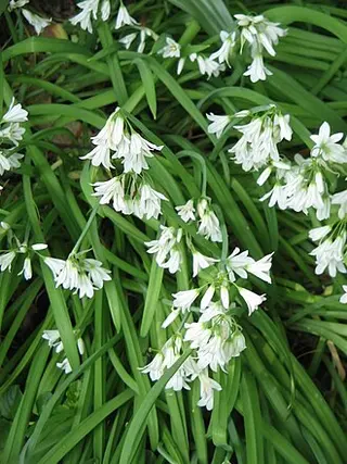 Three-cornered Leek (Allium triquetrum)