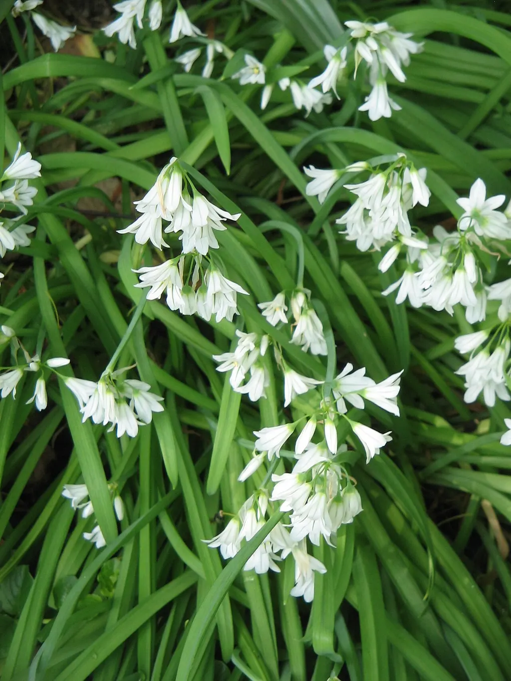 Three-cornered Leek (Allium triquetrum)