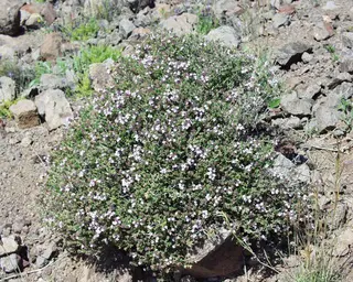 Thyme (Thymus vulgaris)