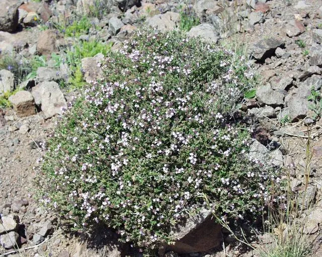Thyme (Thymus vulgaris)