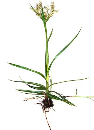 Tiger Nut (Chufa) (Cyperus esculentus)
