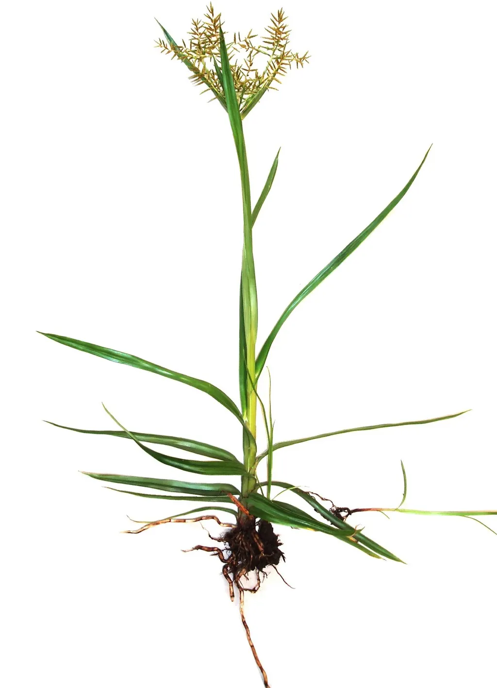 Tiger Nut (Chufa) (Cyperus esculentus)