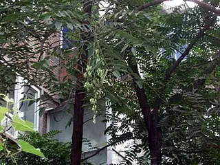 Chinese Toon (Fragrant Spring Tree) (Toona sinensis)