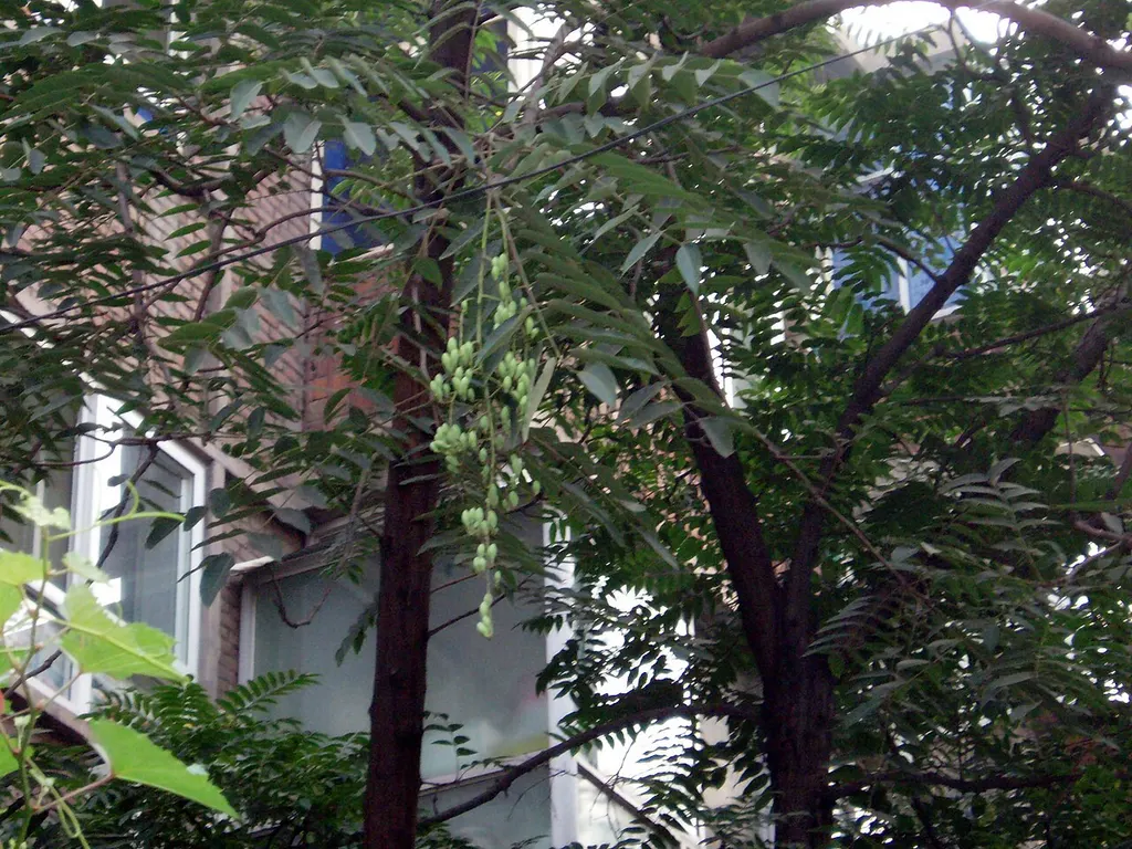 Chinese Toon (Fragrant Spring Tree) (Toona sinensis)