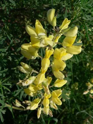 Tree Lupin (Lupinus arboreus)