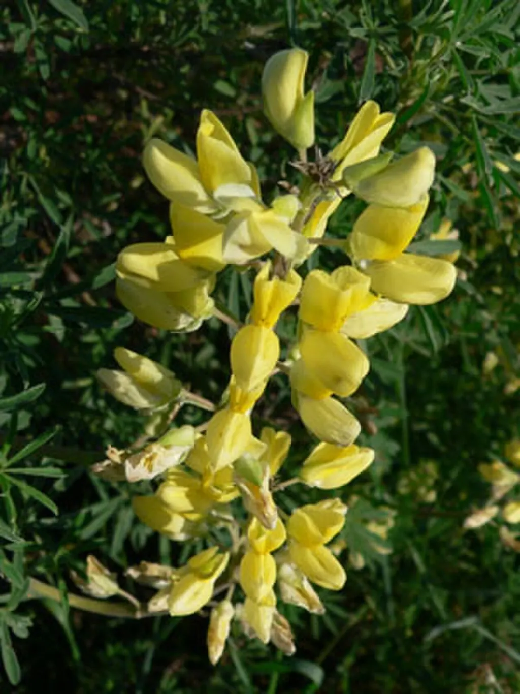 Tree Lupin (Lupinus arboreus)