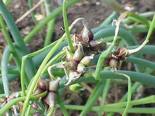 Tree Onion (Walking Onion) (Allium × proliferum)