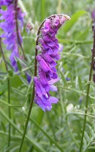 Tufted Vetch (Vicia cracca)