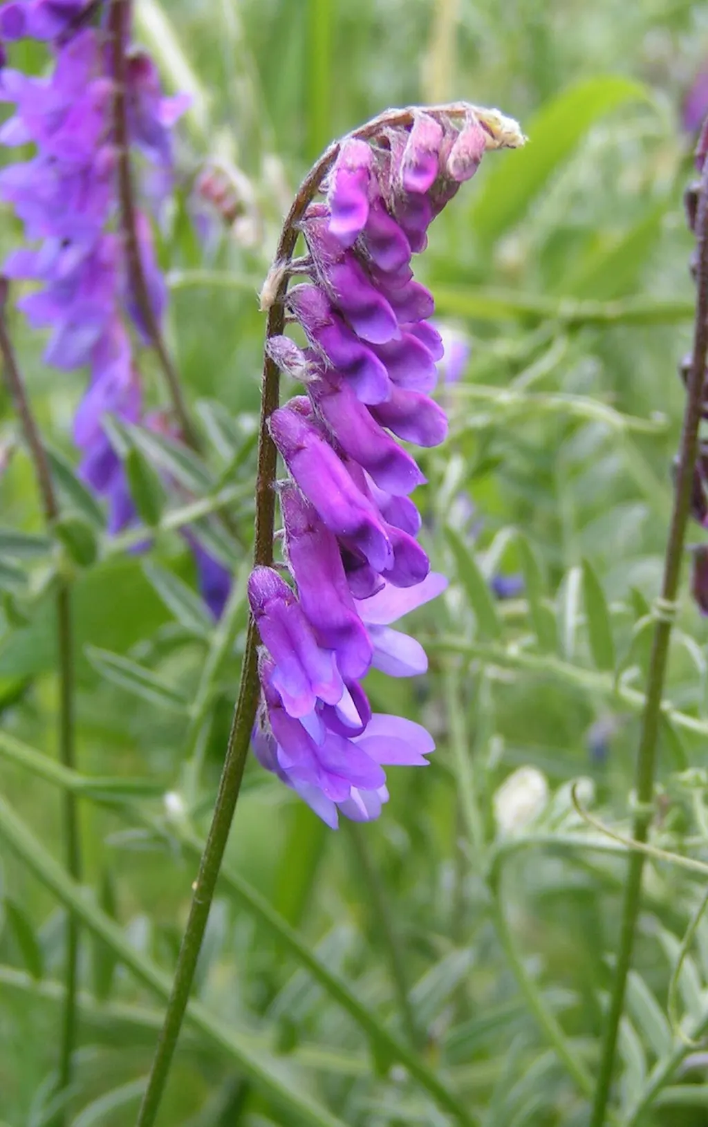 Tufted Vetch (Vicia cracca)