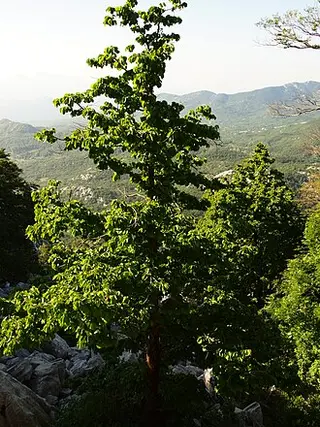 Turkish Hazel (Corylus colurna)