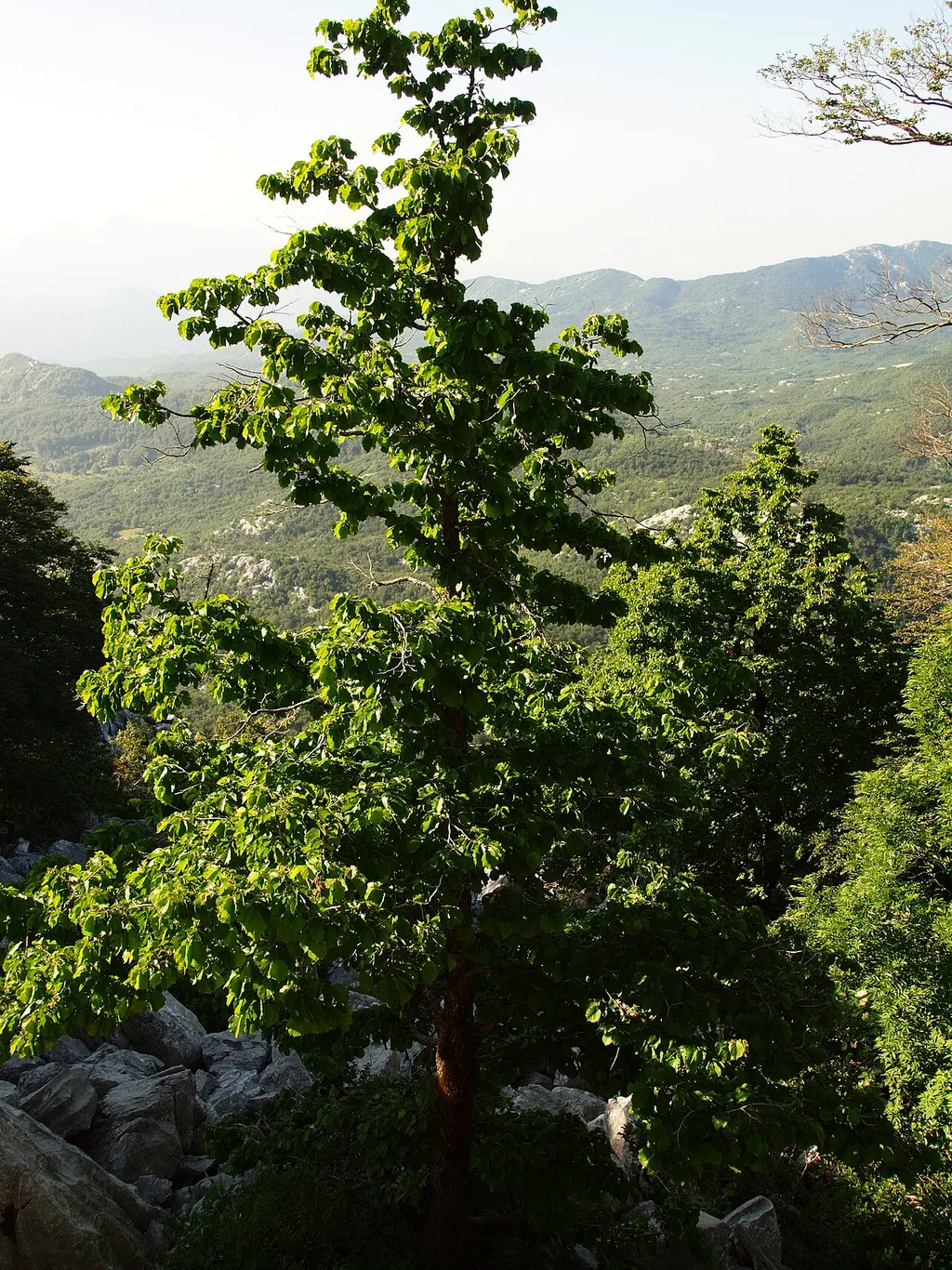 Turkish Hazel (Corylus colurna)