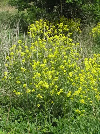 Turkish Rocket (Bunias orientalis)