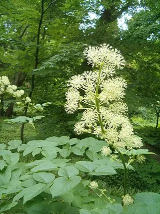 Udo (Aralia cordata)