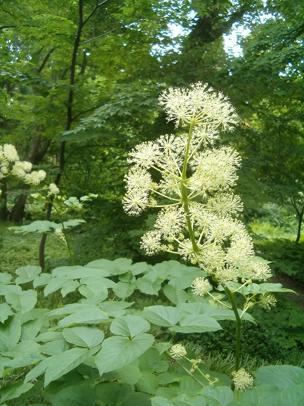 Udo (Aralia cordata)