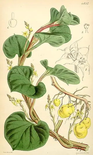 Ulluco (Ullucus tuberosus)